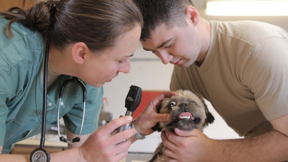 auxiliaire de sante animale