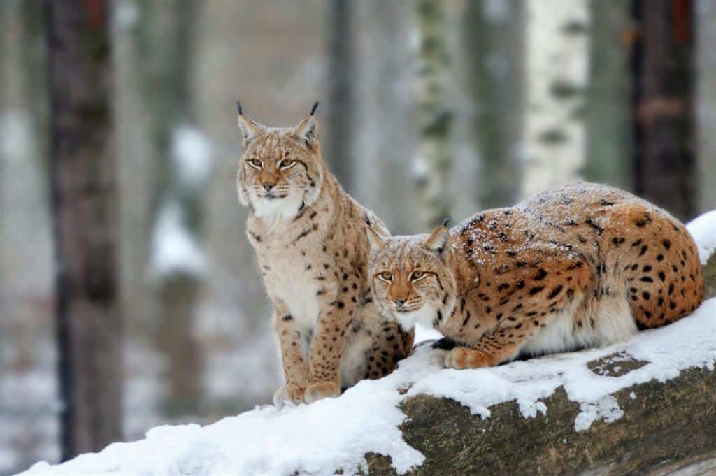 auxiliaire animalier