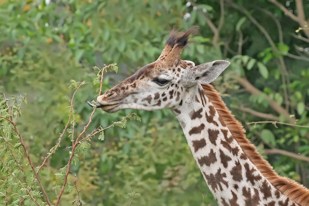 giraffe
