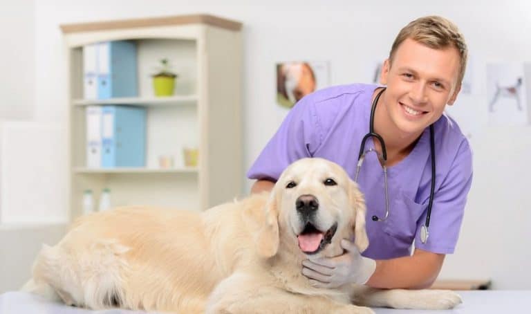 Salaire vétérinaire : combien gagne un vétérinaire en 2023