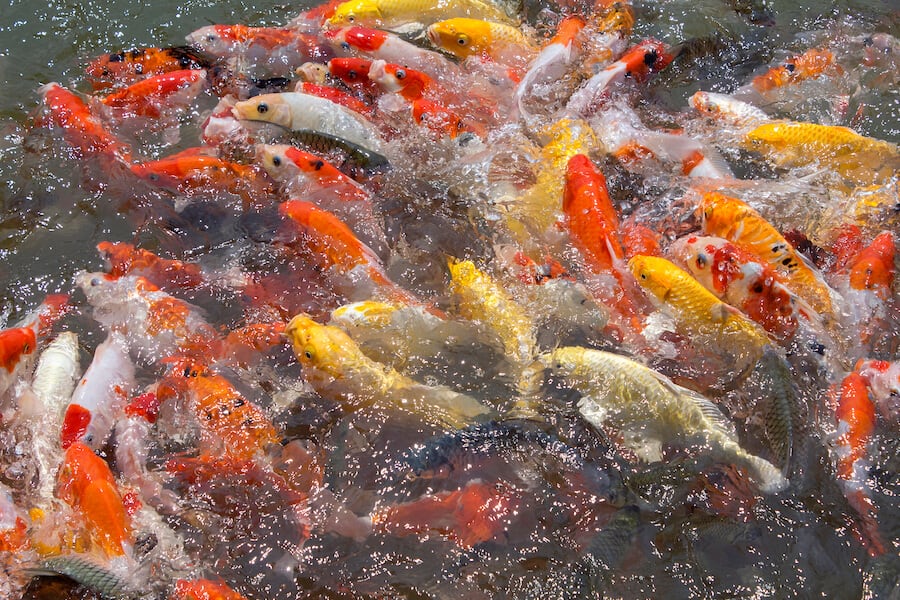 aquaculteur aquaculteur