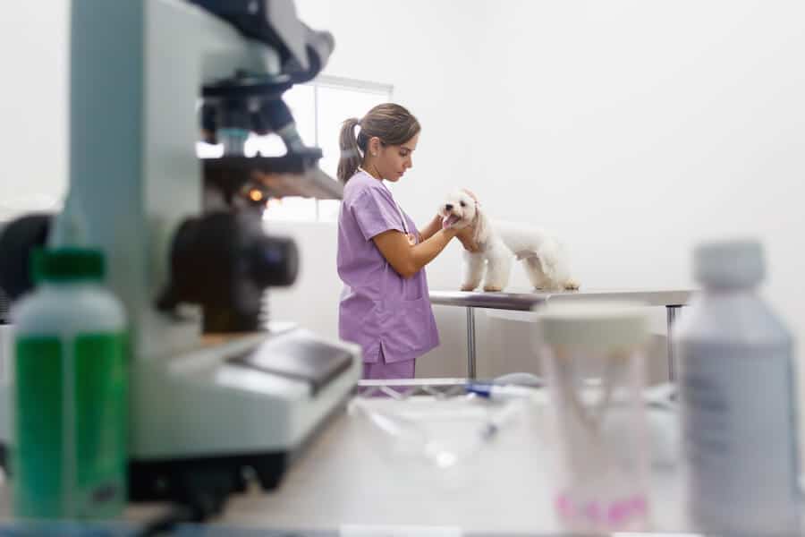 assistant veterinaire assistant veterinaire