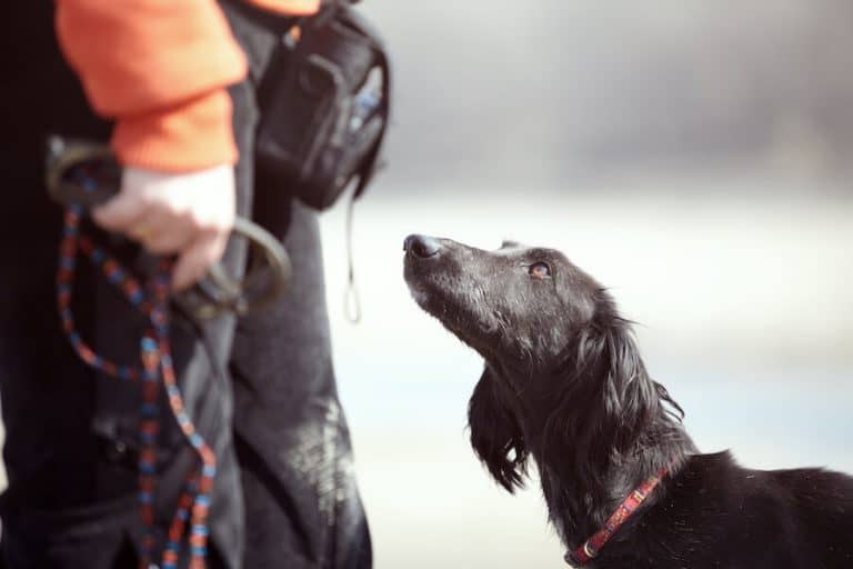 Devenir Maître chien : missions, salaire et formations