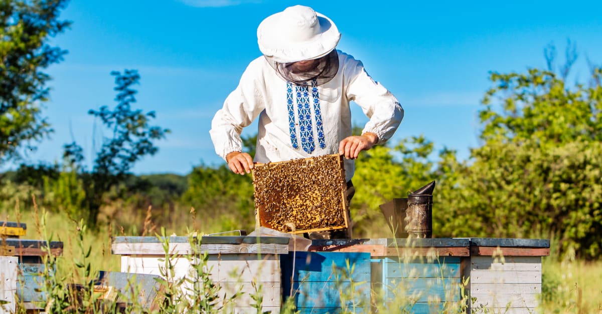 apiculture