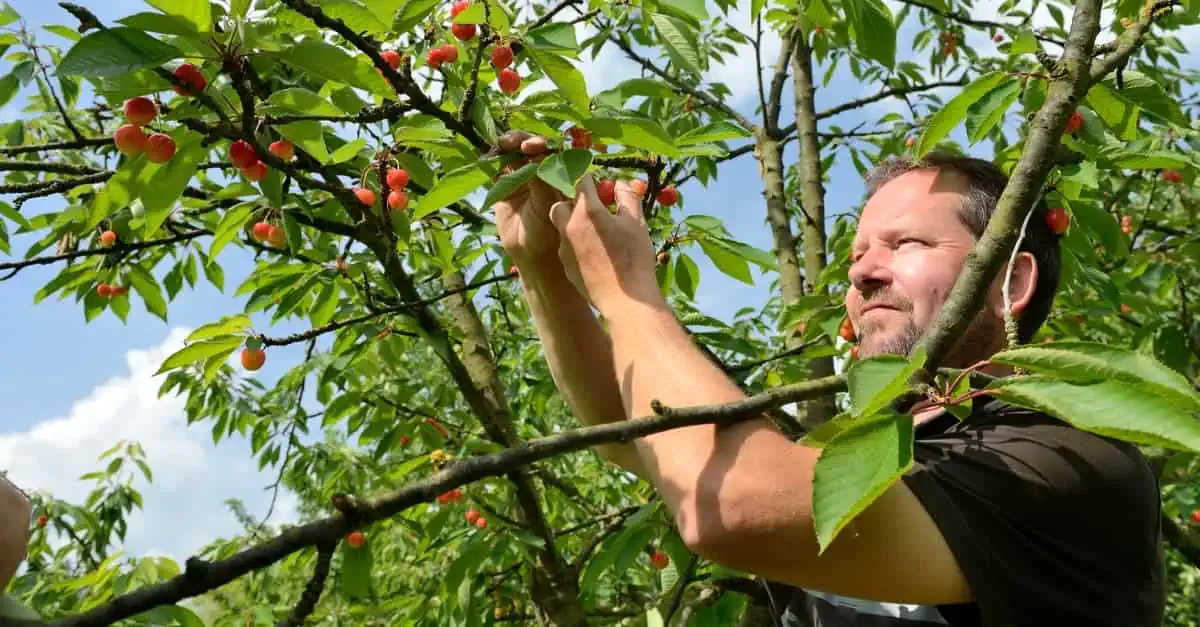 inspection des fruits d'un arbre