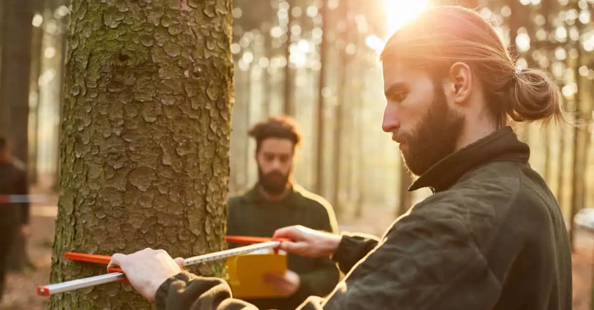 Mesure de la circonférence d'un arbre en forêt