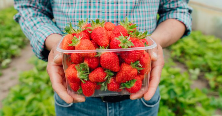 Bachelor Agrobusiness : durée, accès, programme et débouchés