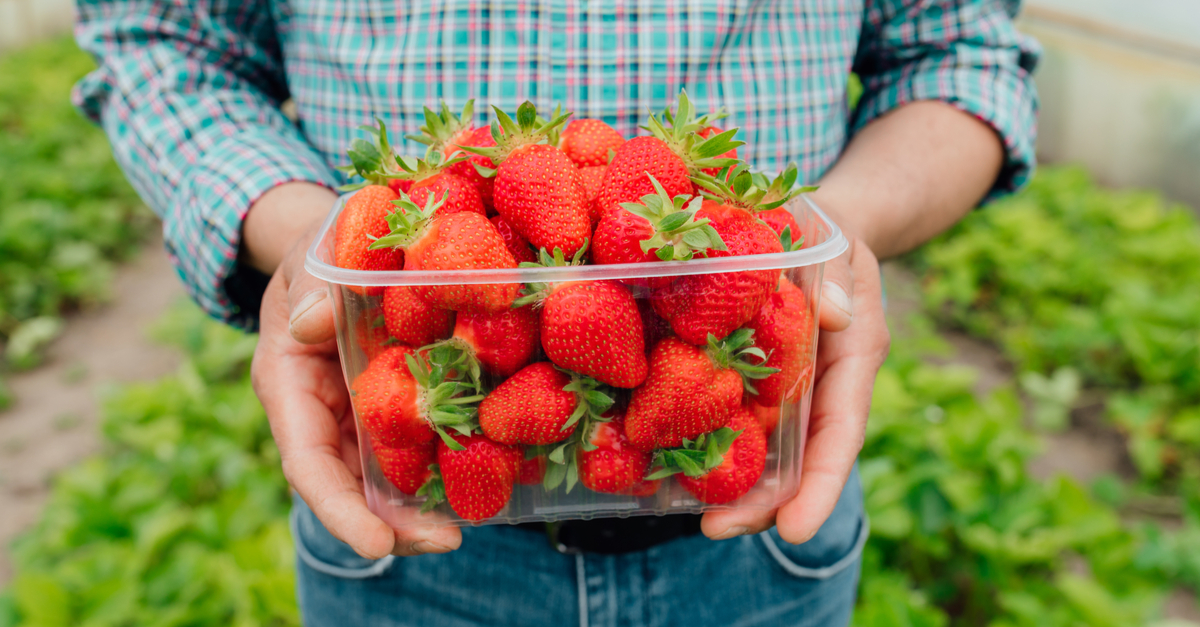 Récolte de fraises