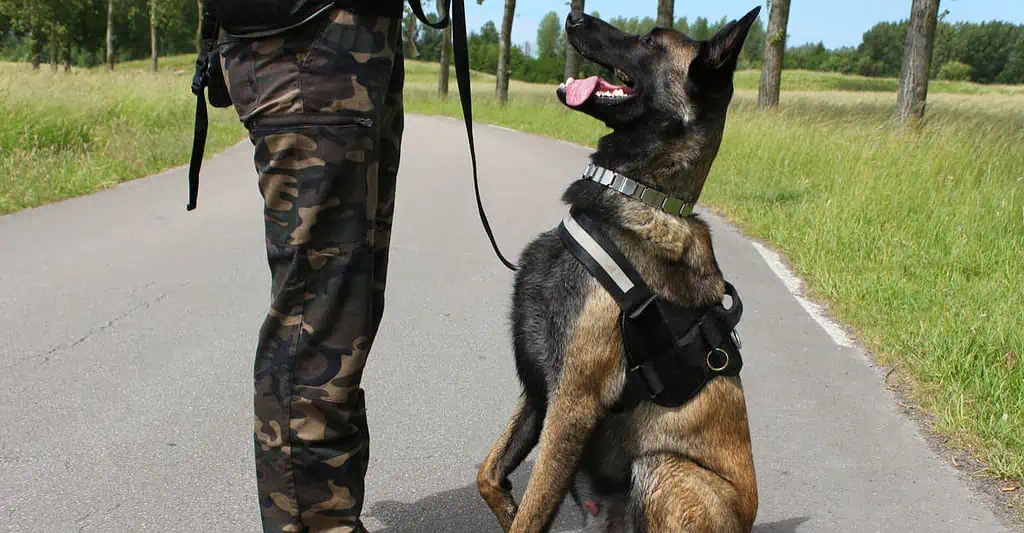Maître chien dans l'armée