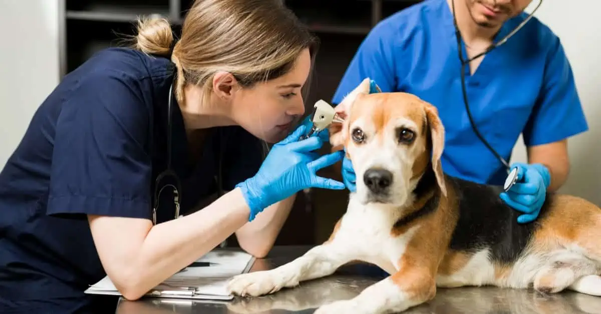 Vétérinaire oscultant l'oreille d'un chien