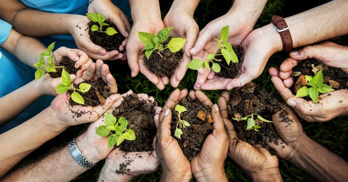 Personnes tenant des jeunes plantes dans leurs mains