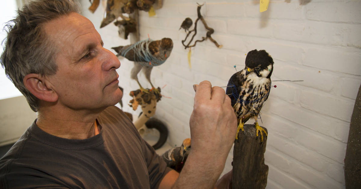 Taxidermiste travaille sur un oiseau