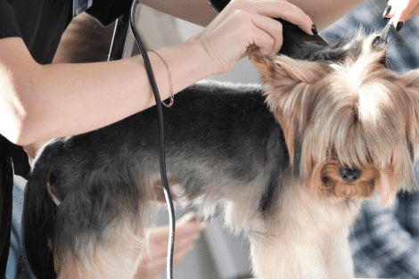 Toiletteur canin réalise une coupe à un yorkshire terrier