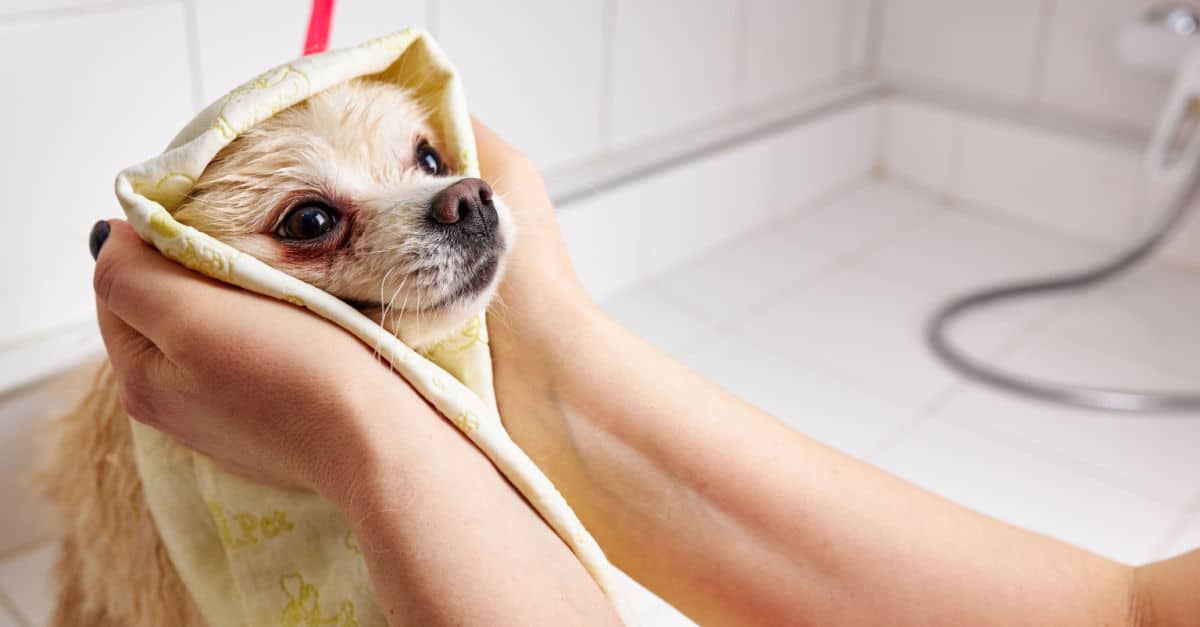 Chien qui se fait sécher avec une serviette