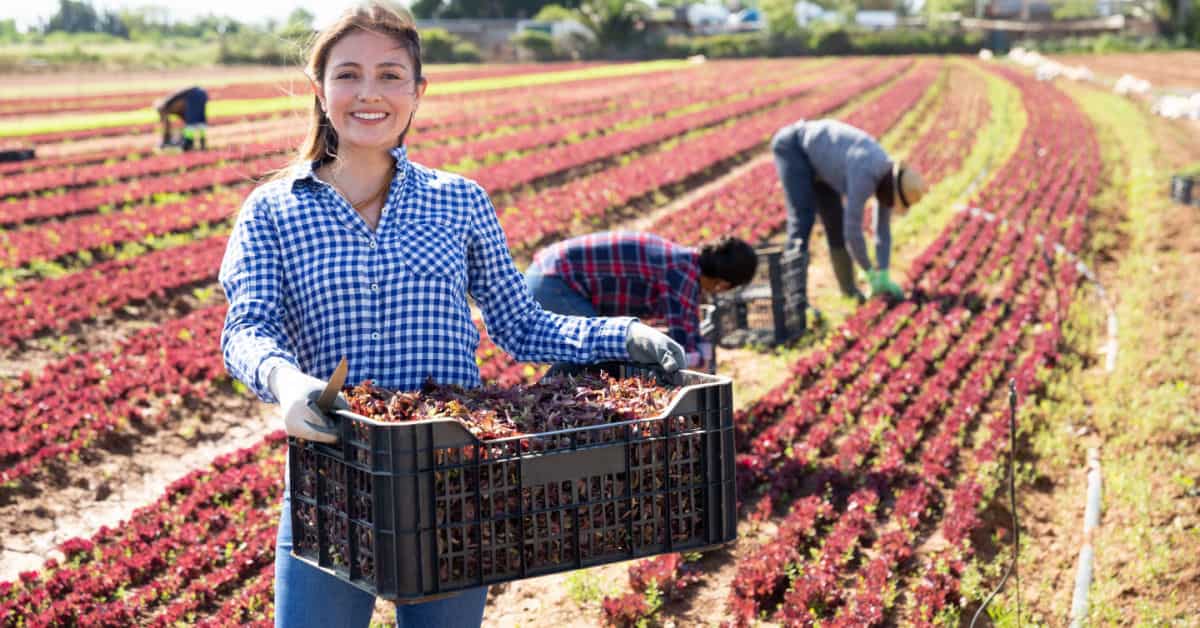 Ouvrière agricole dans une exploitation de salades